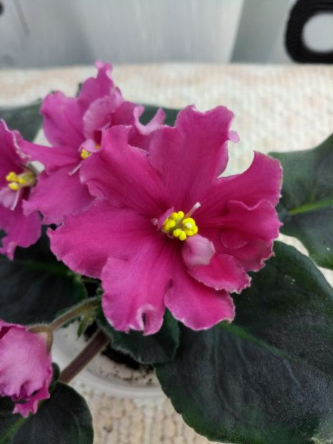 16 apr - ZZ Ian Nariadnaia