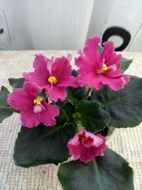 16 apr - ZZ Ian Nariadnaia