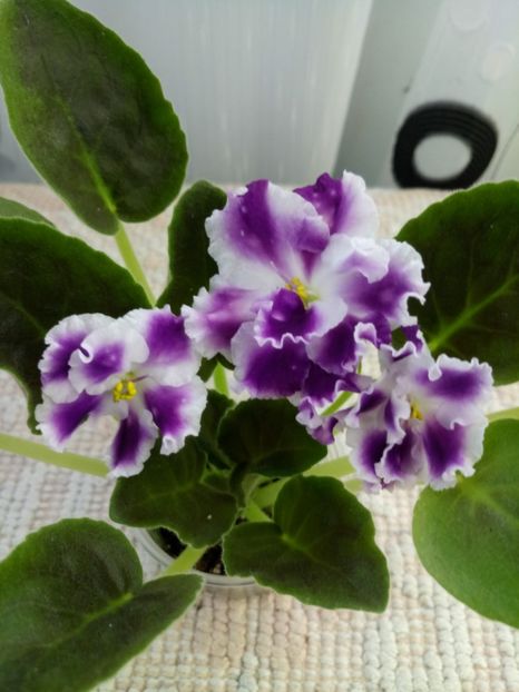 16 apr - ZZ AE Avantiura