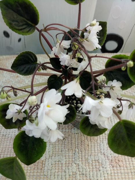 16 apr - ZZ Deer Path