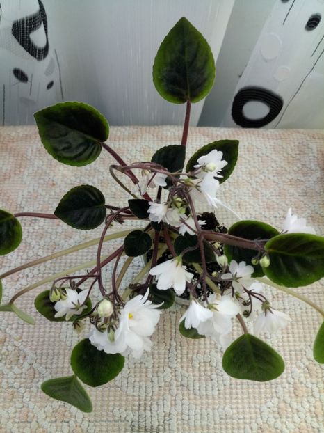 16 apr - ZZ Deer Path