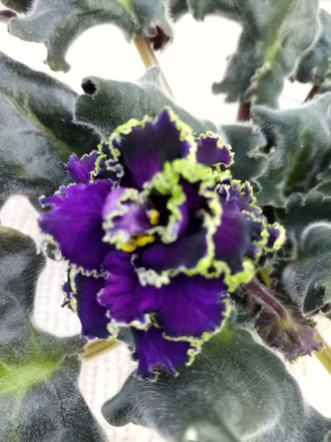 16 apr - Purple Passion Sport