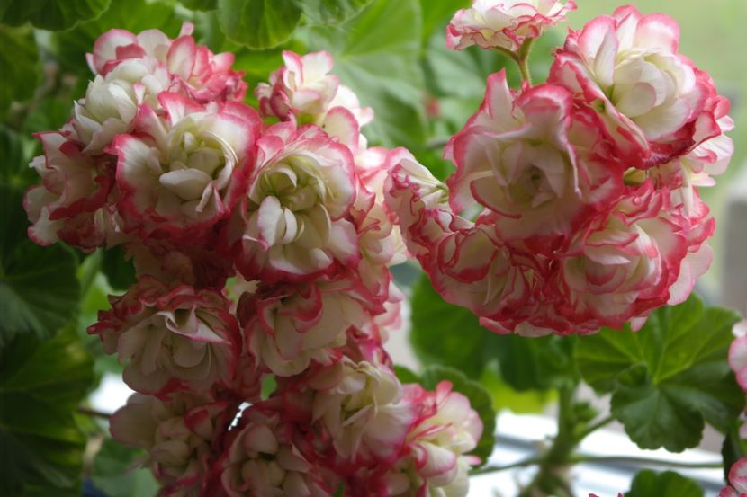 muscata Appleblossom Rosebud flori - Appleblossom Rosebud
