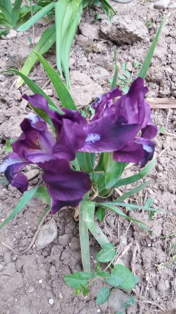 Iris pumila - irisi 2018