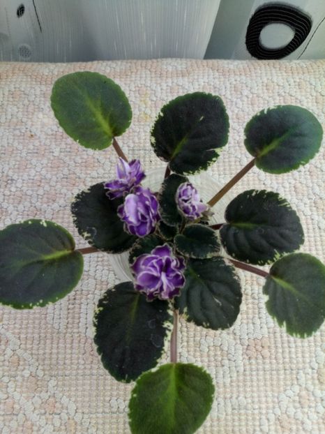 16 apr - Buckeye Saucy Irish