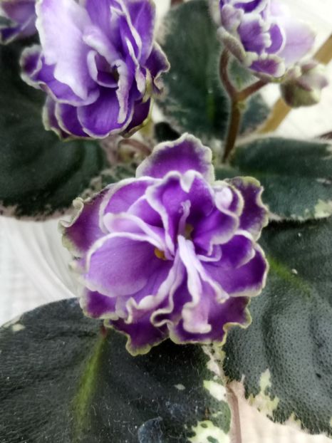 16 apr - Buckeye Saucy Irish