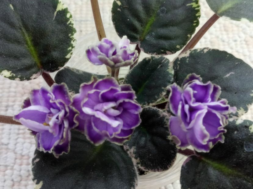 16 apr - Buckeye Saucy Irish