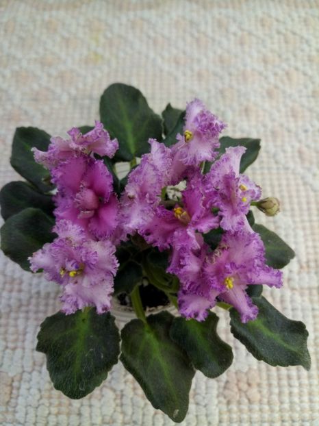 16 apr - ZZ Rob s Hopscotch