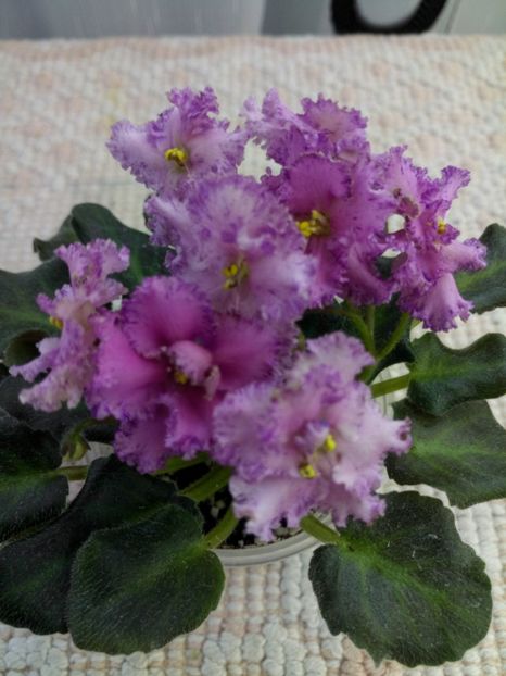 16 apr - ZZ Rob s Hopscotch