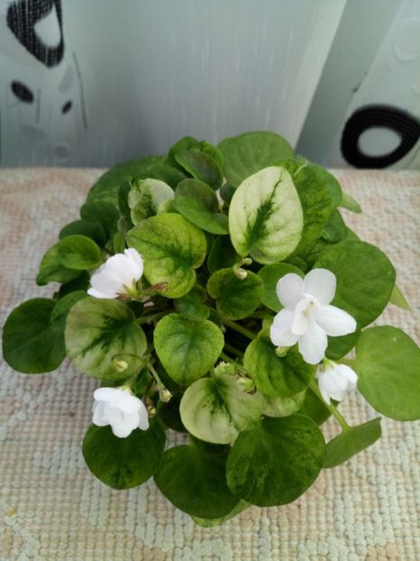 16 apr - Ramblin Silver