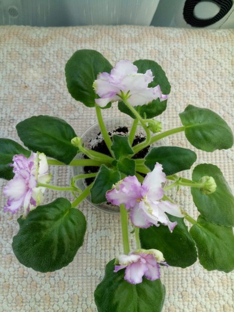 16 apr - ZZ Georgia sport