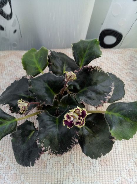 16 apr - ZZ LE Pariszkije Tainy