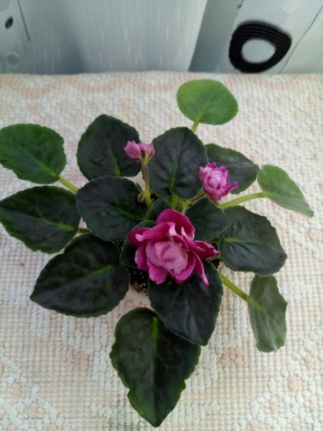 16 apr - ZZ Moroznaja Vishnia -Frosty Cherry