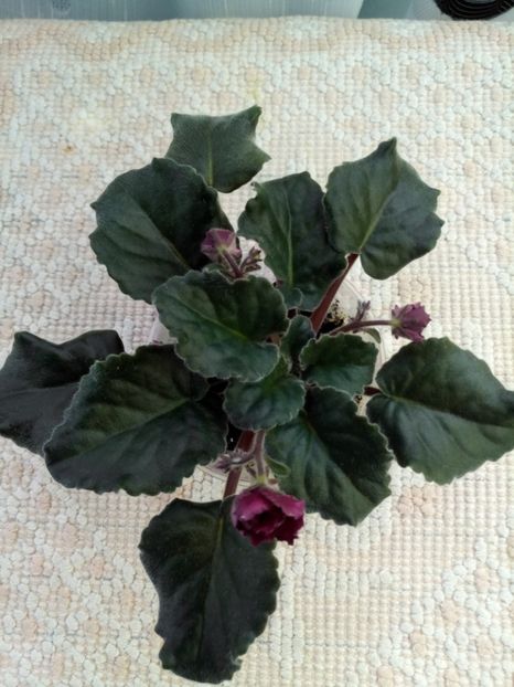 16 apr - ZZ Ness Antique Red