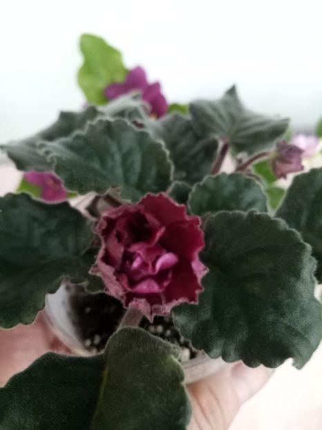 16 apr - ZZ Ness Antique Red