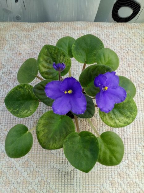 16 apr - ZZ Ethel s Explosion sport