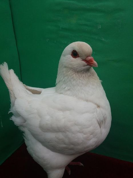 King 2017 0-1 --II - Pui 2017