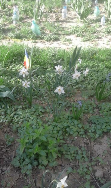 30698114_769456793253961_584673146385203200_o - primavara2018