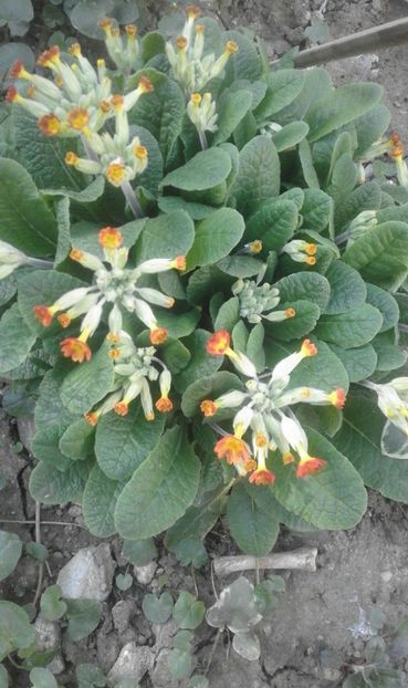 30716728_769456489920658_6154520223421562880_o - primavara2018