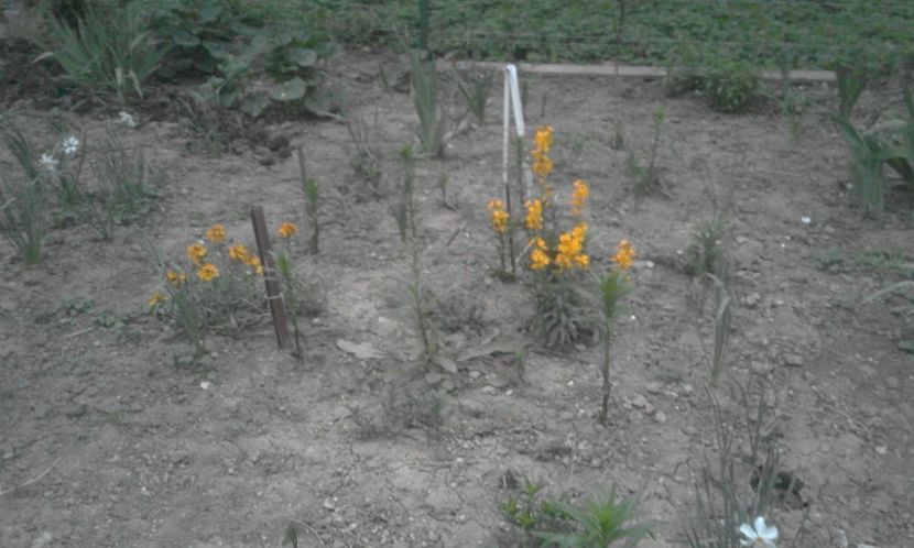 30724175_770494026483571_251147108827004928_o - primavara2018