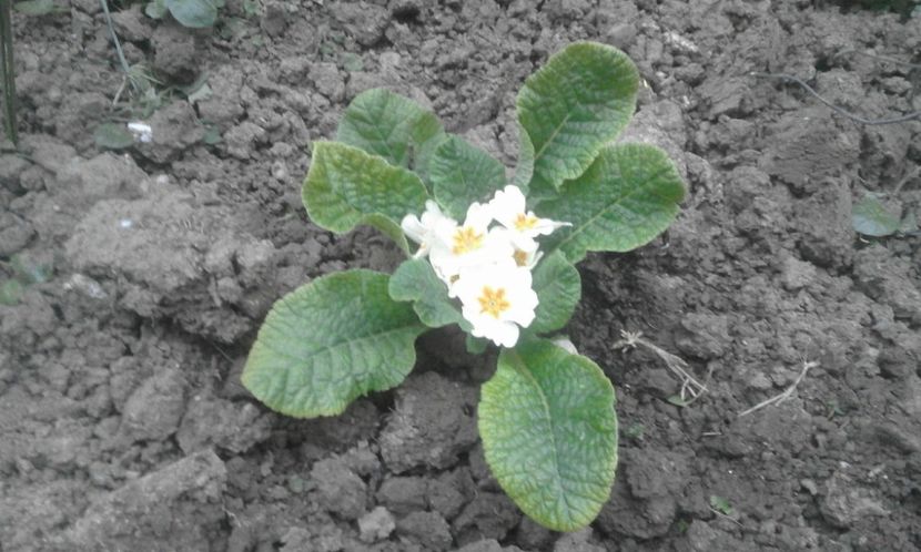 30727242_770493659816941_8352987753155133440_o - primavara2018