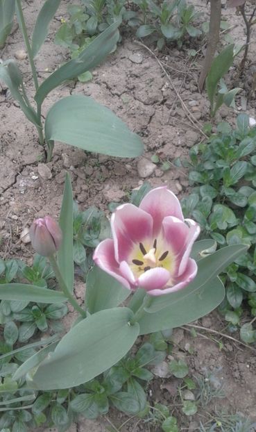 30728489_770493246483649_4631890442235936768_o - primavara2018