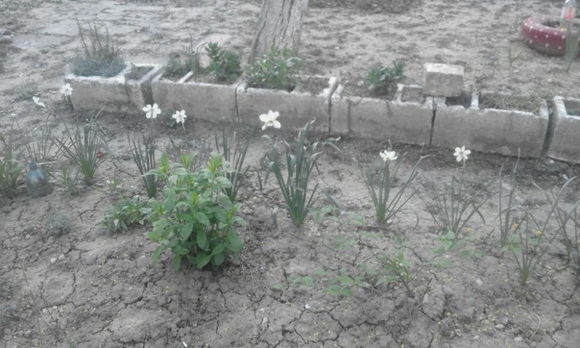 30716127_770101286522845_6431740957716119552_o - primavara2018