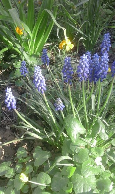 30716411_769455349920772_5447253119677235200_o - primavara2018