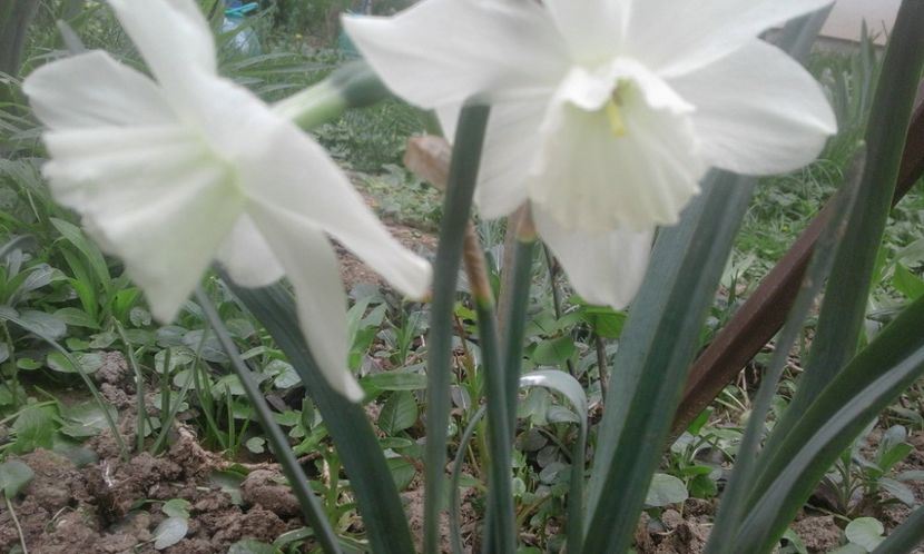 30724173_770101183189522_8806953340937175040_o - primavara2018