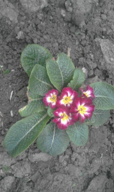 30727016_770493366483637_3632928899416981504_o - primavara2018