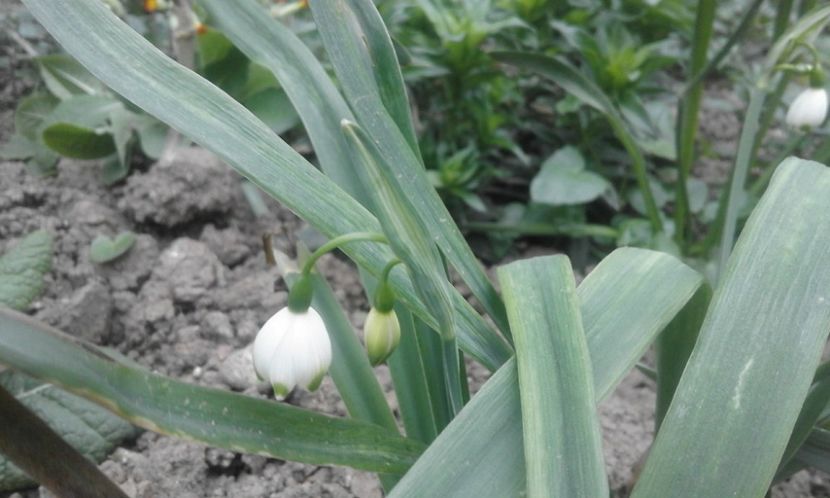 30743997_770493199816987_7220050774326247424_o - primavara2018