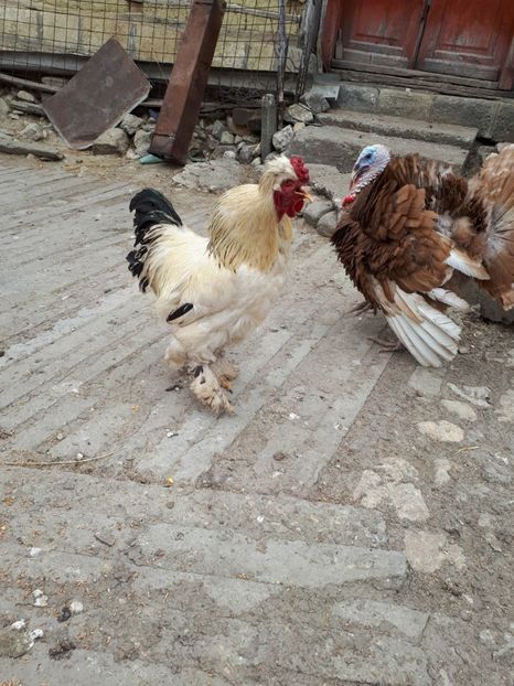 Cocos motat-metis brahma hd - Vanzare-cumparare-schimburi