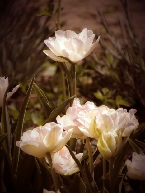  - A - Flori