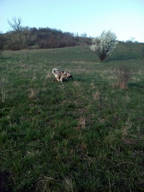 - Novac de pe Somes - Ciobanesc Romanesc Carpatin