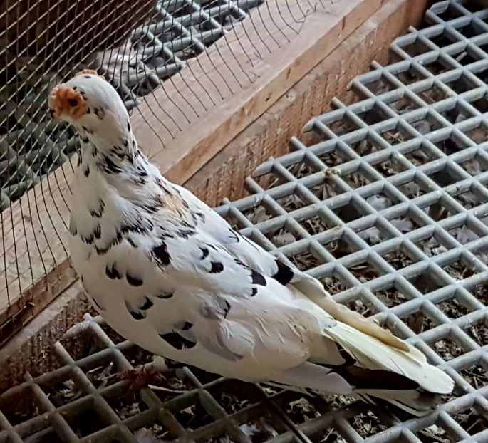  - CARUNCULATI Pentru 2020