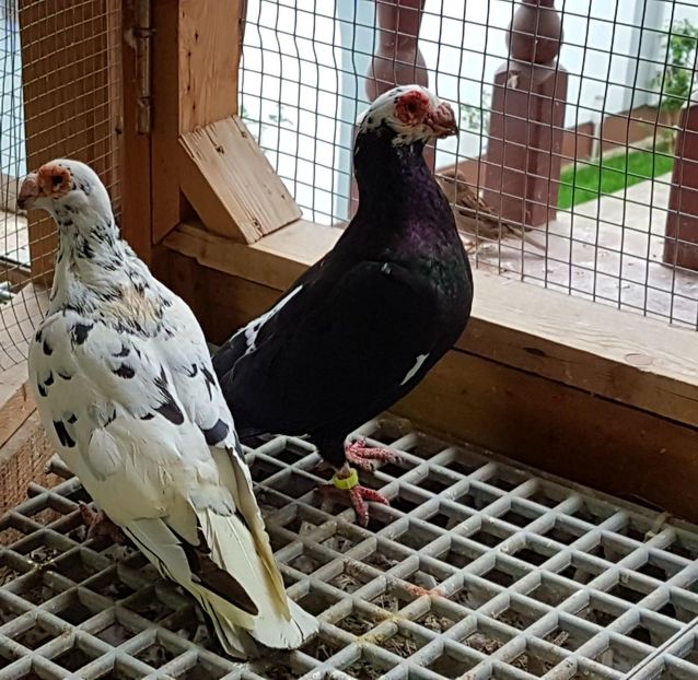  - CARUNCULATI Pentru 2020