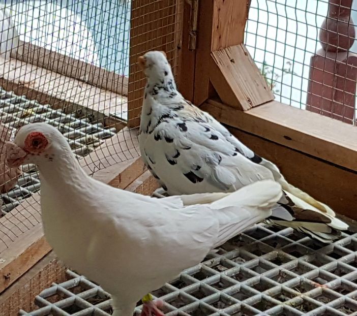  - CARUNCULATI Pentru 2020