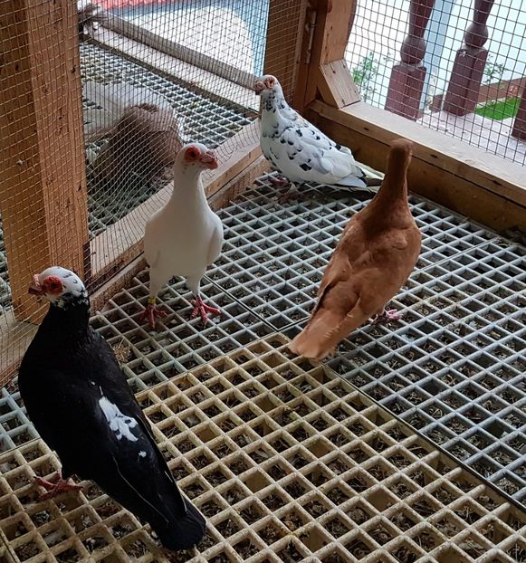  - CARUNCULATI Pentru 2020