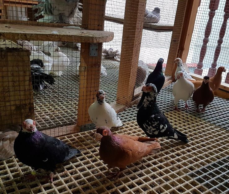  - CARUNCULATI Pentru 2020