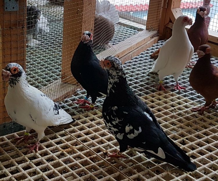  - CARUNCULATI Pentru 2020