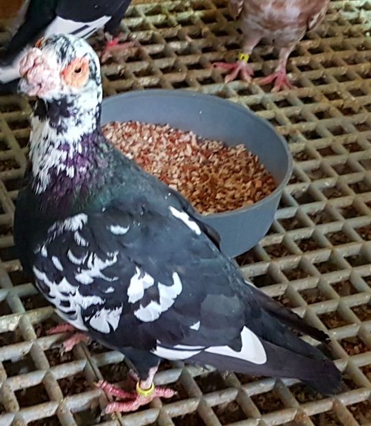  - CARUNCULATI Pentru 2020