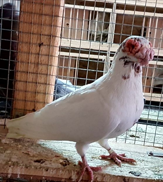  - CARUNCULATI Pentru 2020