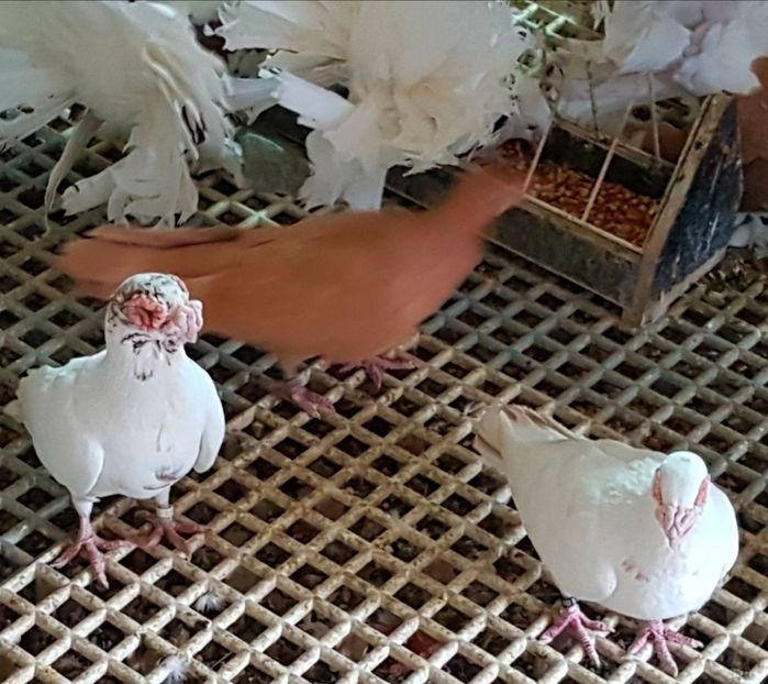  - CARUNCULATI Pentru 2020