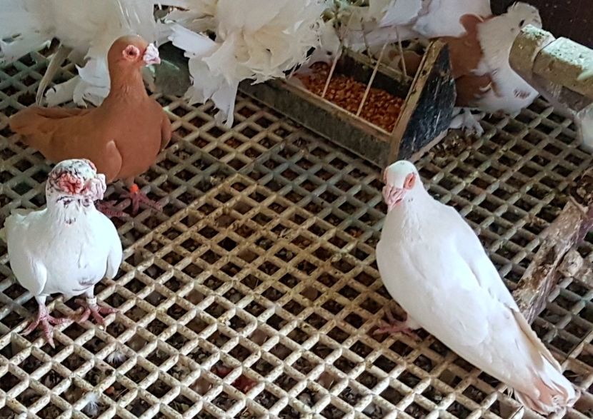  - CARUNCULATI Pentru 2020