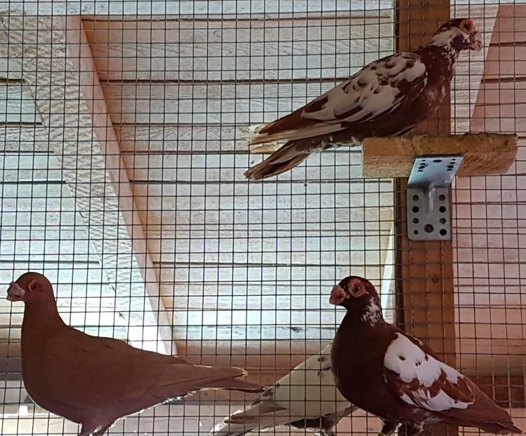  - CARUNCULATI Pentru 2020