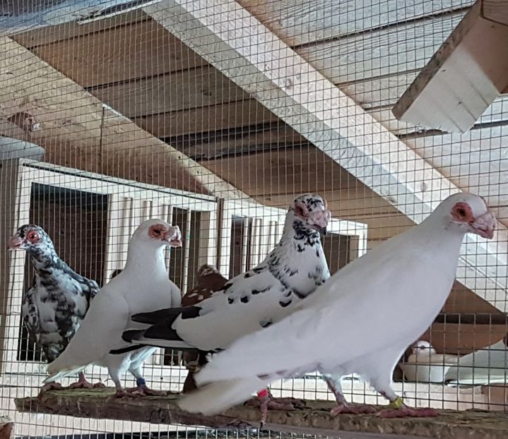  - CARUNCULATI Pentru 2020