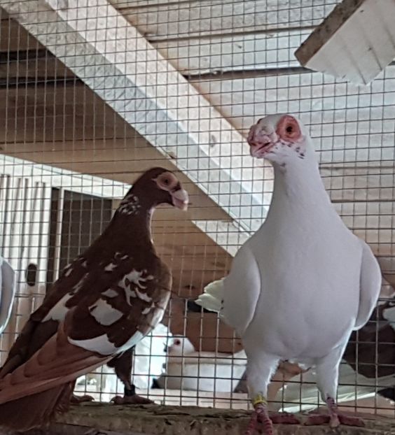  - CARUNCULATI Pentru 2020