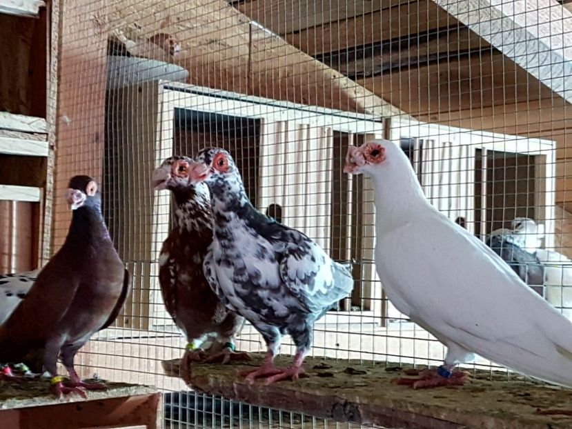  - CARUNCULATI Pentru 2020