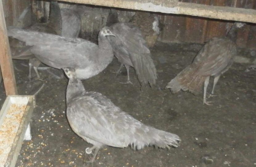 received_2136576549896664-1 - P--Paunii Opali