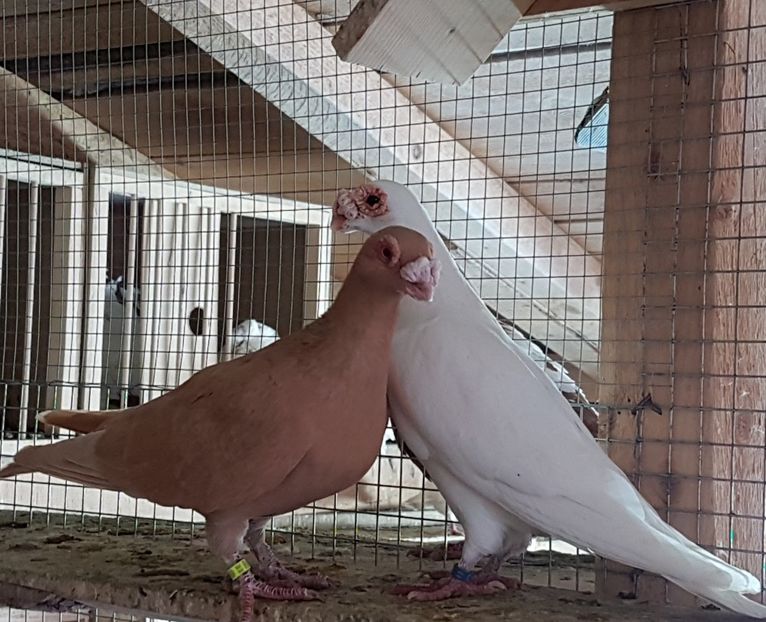  - CARUNCULATI Pentru 2020